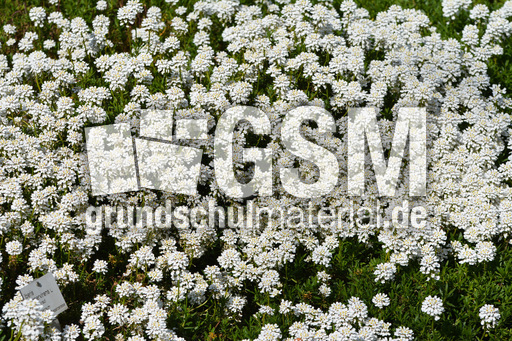 Schleifenblume_3.jpg